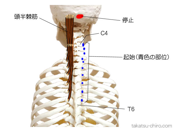 頭棘筋の付着部、起始、停止