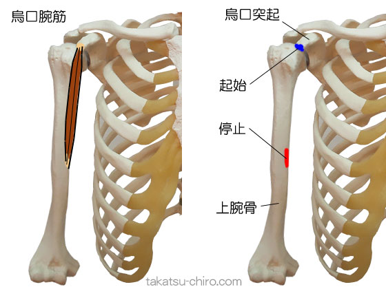 烏口腕筋の付着部、起始、停止
