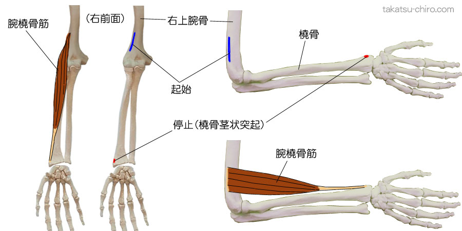 腕橈骨筋の付着部、起始、停止