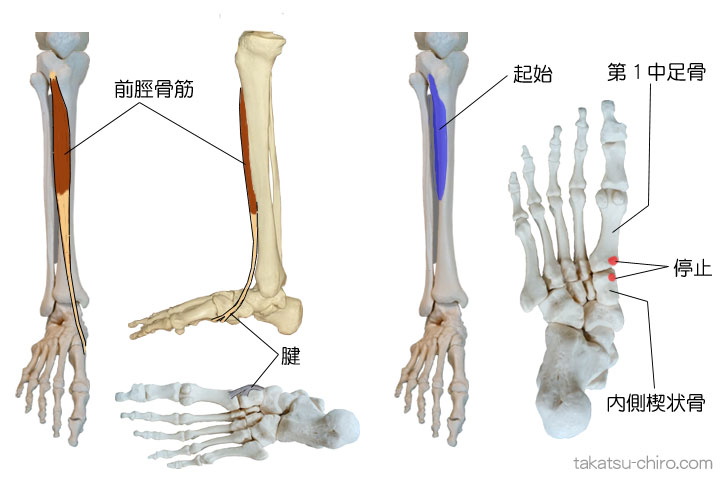 前脛骨筋の付着部、起始、停止