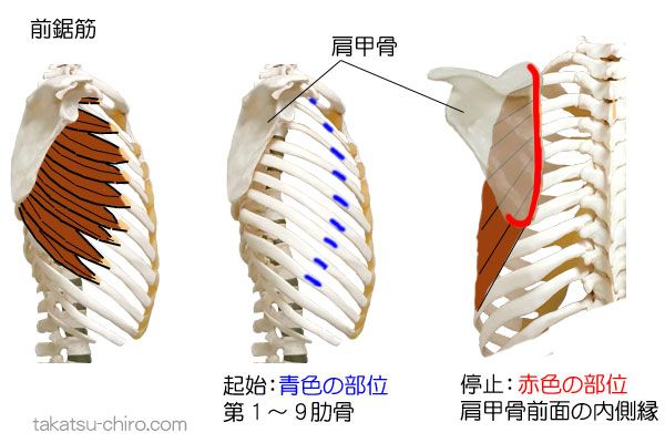 前鋸筋の付着部、起始、停止