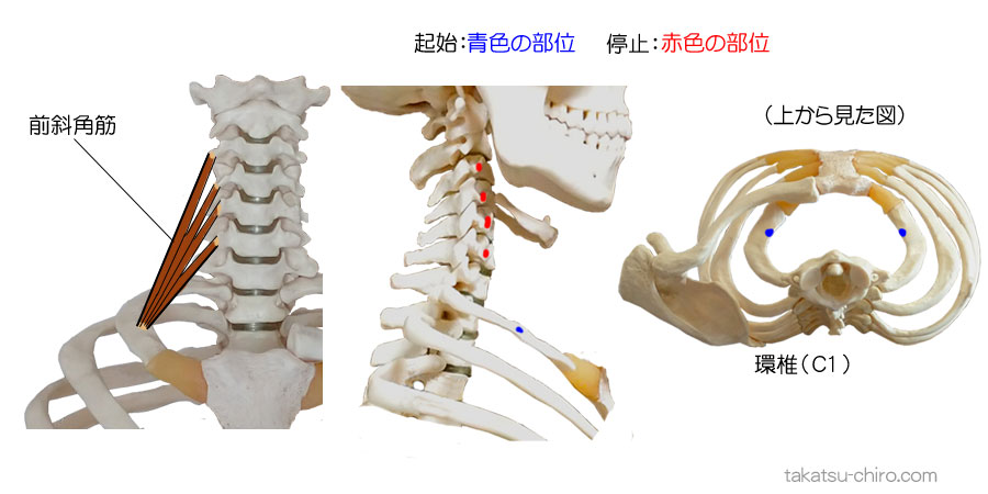 前斜角筋の付着部、起始、停止