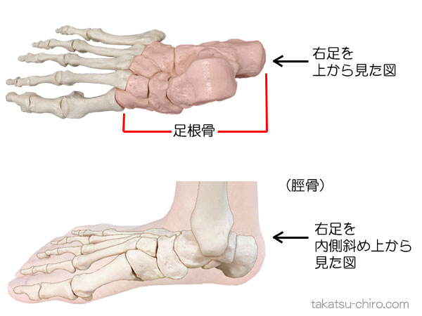 足根骨