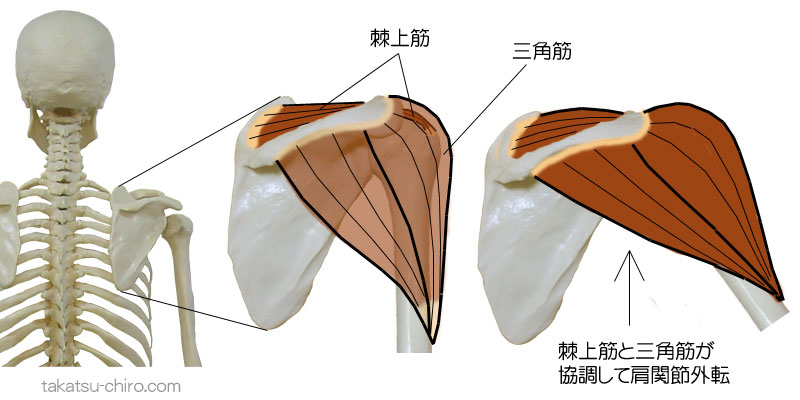 棘上筋と三角筋の連動