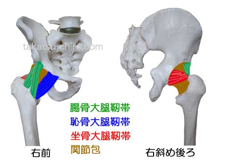 股関節の関節包を補強する靭帯、腸骨大腿靭帯、恥骨大腿靭帯、坐骨大腿靭帯