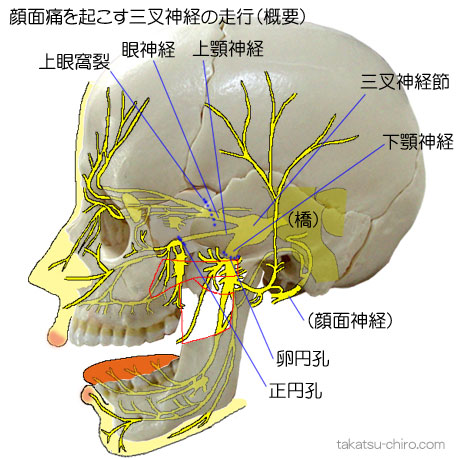 顔面痛を起こす三叉神経の走行