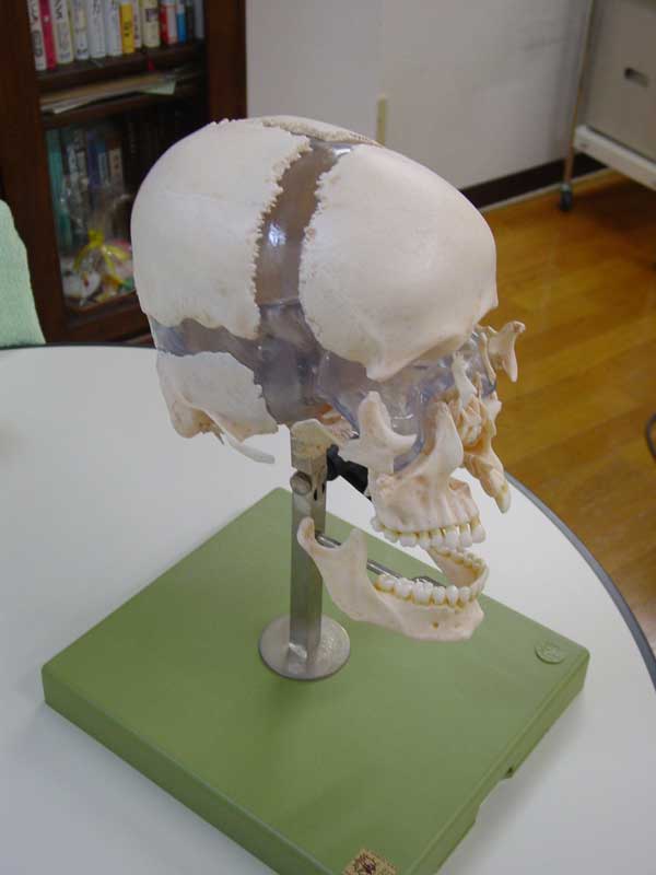 頭蓋骨の分解模型・ソムソ社・実物標本から形取った成形模型