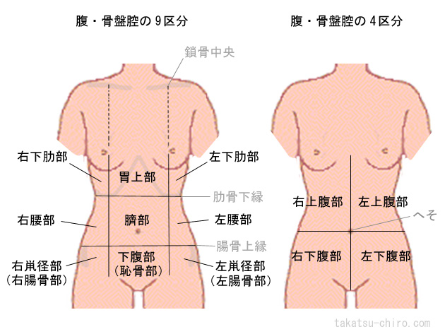 腹・骨盤の領域、右下肋部、胃上部、左下肋部、右腰部、臍部、左腰部、右鼡径部（右腸骨部）、下腹部（恥骨部）、左鼡径部（左腸骨部）、右上腹部、左上腹部、右下腹部、左下腹部