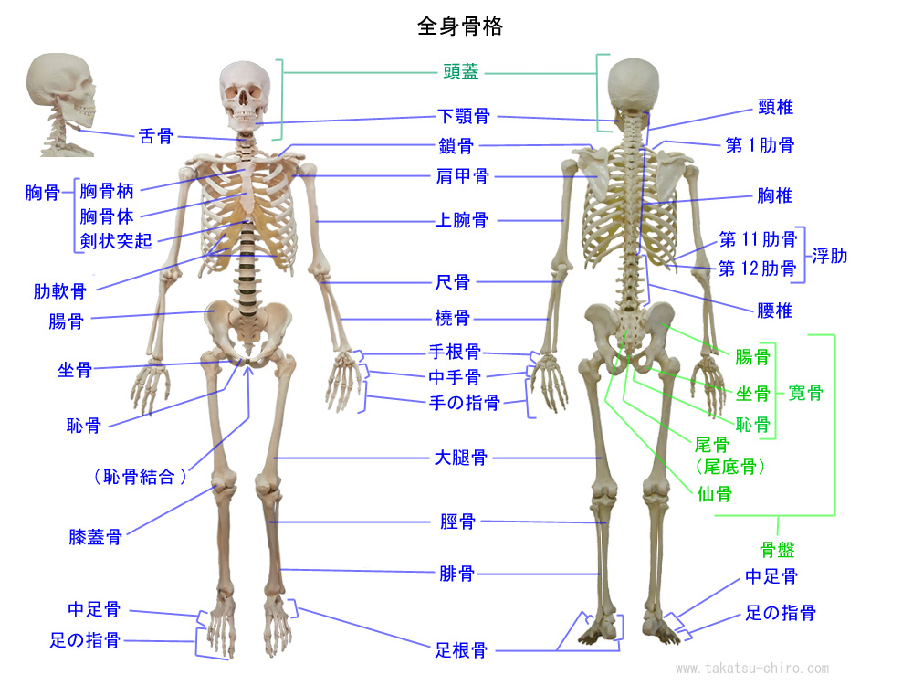 人体の主な骨の名称、頸椎、胸椎、腰椎、舌骨、骨盤、寛骨、腸骨、坐骨、恥骨、尾骨、尾底骨、恥骨結合、胸骨、胸骨柄、胸骨体、剣状突起、肋骨、肋軟骨、浮肋、肩甲骨、上腕骨、尺骨、橈骨、大腿骨、膝蓋骨、脛骨、腓骨