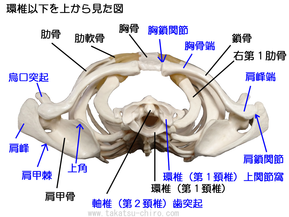環椎以下を上から見た図、環椎（第１頚椎、C1）、環椎の上関節窩、軸椎（第２頚椎、C2）、軸椎の歯突起、肩甲骨、肩甲棘、肩峰、烏口突起、上角、鎖骨、肩鎖関節、胸鎖関節、胸骨、肋骨、肋軟骨
