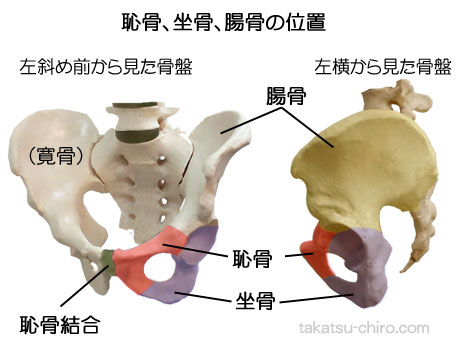 腸骨、坐骨、恥骨の位置