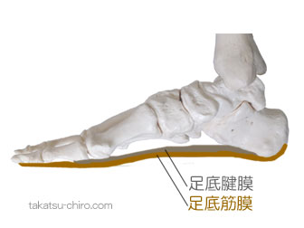 足底腱膜と足底筋膜