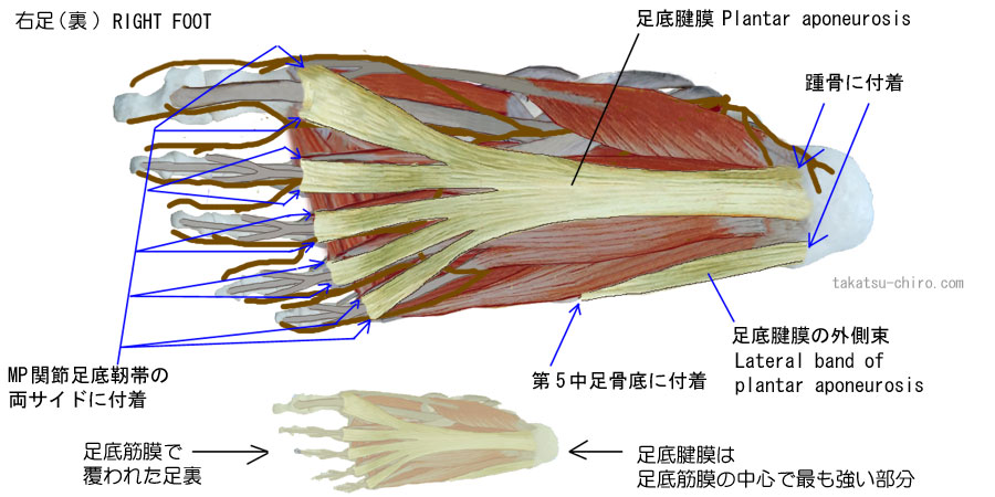 足底腱膜、Plantar aponeurosis