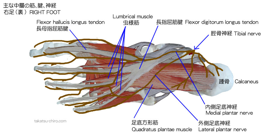 長母指屈筋腱、Flexor hallucis longus tendon、踵骨、Calcaneus、脛骨神経、Tibial nerve、長指屈筋腱、Flexor digitorum longus tendon、足底方形筋、Quadratus plantae muscle、虫様筋、Lumbrical muscle
