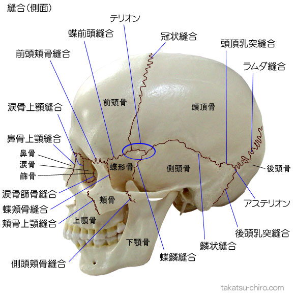 頭蓋骨を構成する骨と縫合｜高津整体院