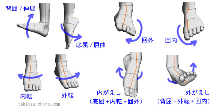 足の背屈、底屈、外転、内転、外がえし、内がえし、回外、回内