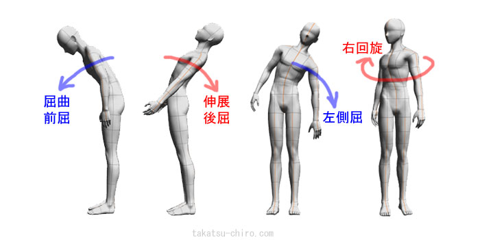 体幹の屈曲、伸展、側屈、回旋