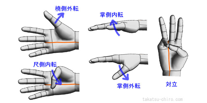 母指の外転、内転、対立