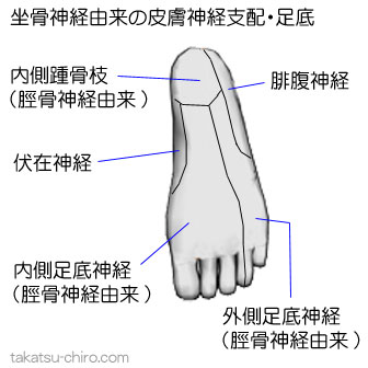 坐骨神経由来の足底(足裏)の皮膚神経支配領域