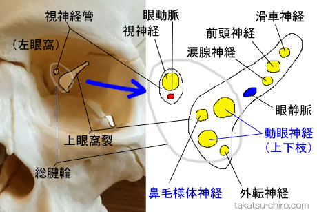 第3脳神経、動眼神経の上眼窩裂での走行