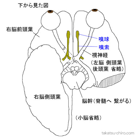 第1脳神経、嗅神経、嗅球、嗅索、下から見た図