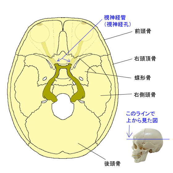 第2脳神経、視神経の走行、上から見た図