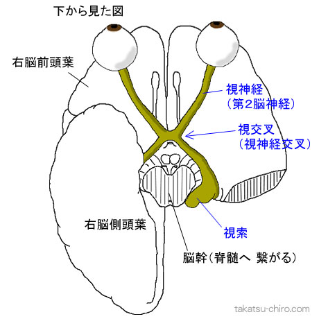 第2脳神経、視神経、下から見た図