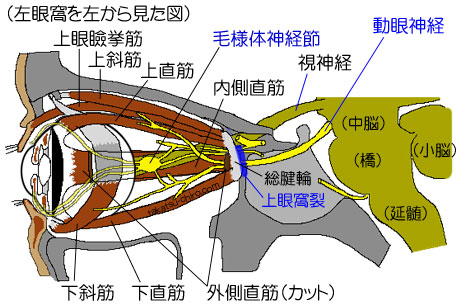 第3脳神経、動眼神経の走行