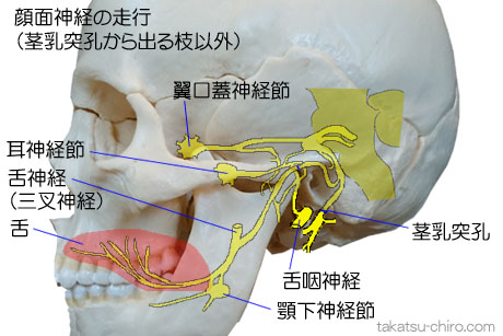 第7脳神経、顔面神経の舌への走行