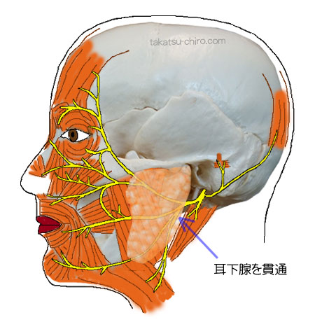 第7脳神経、顔面神経は耳下腺を貫通