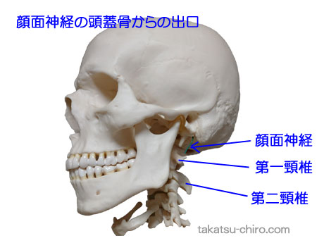 顔面神経の頭蓋骨からの出口