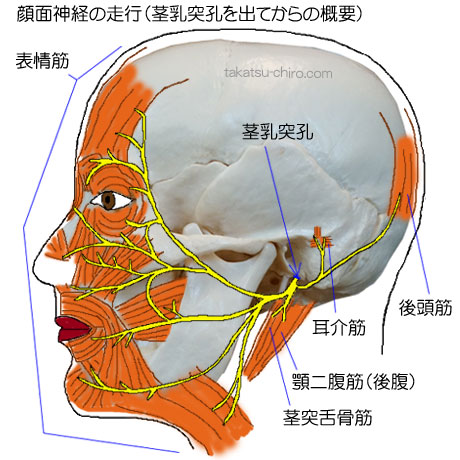 第7脳神経、顔面神経の走行