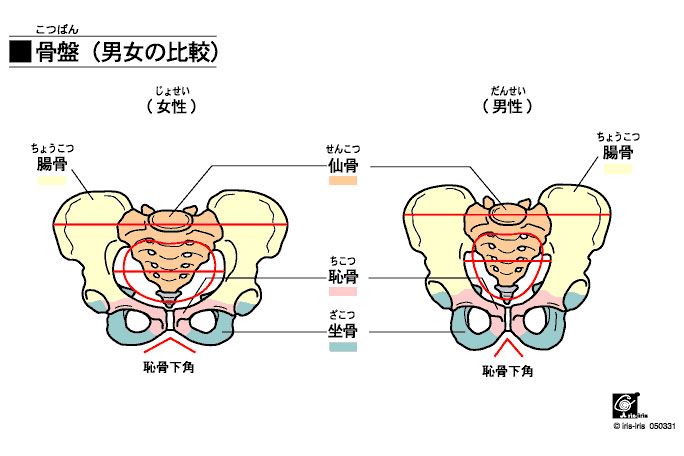 男女の骨盤比較