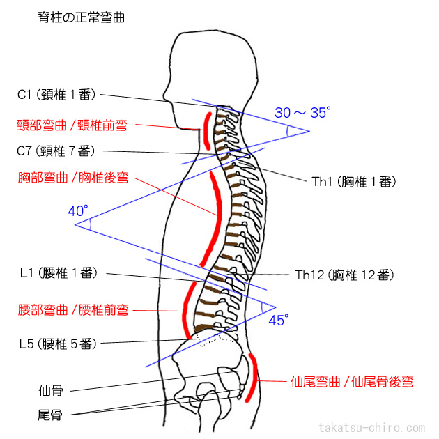 脊柱の生理弯曲、正常弯曲、角度