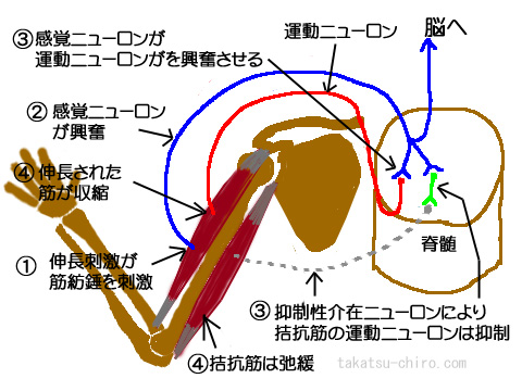 伸張反射の仕組み