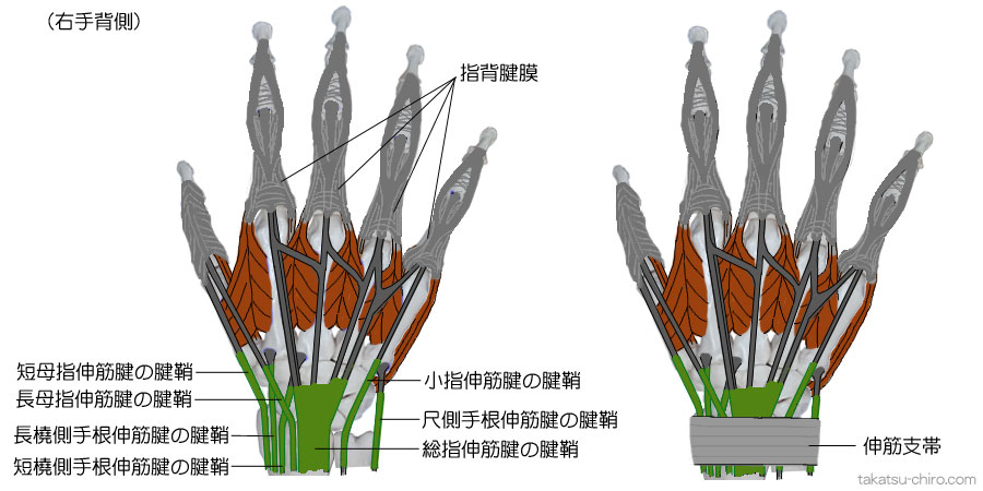 伸筋腱の腱鞘、指背腱膜、伸筋支帯