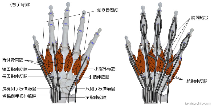 手の背側の筋腱、背側骨間筋、短母指伸筋腱、長母指伸筋腱、長橈側手根伸筋腱、短橈側手根伸筋腱、小指外転筋、示指伸筋腱、小指伸筋腱、尺側手根伸筋腱、総指伸筋腱、腱間結合