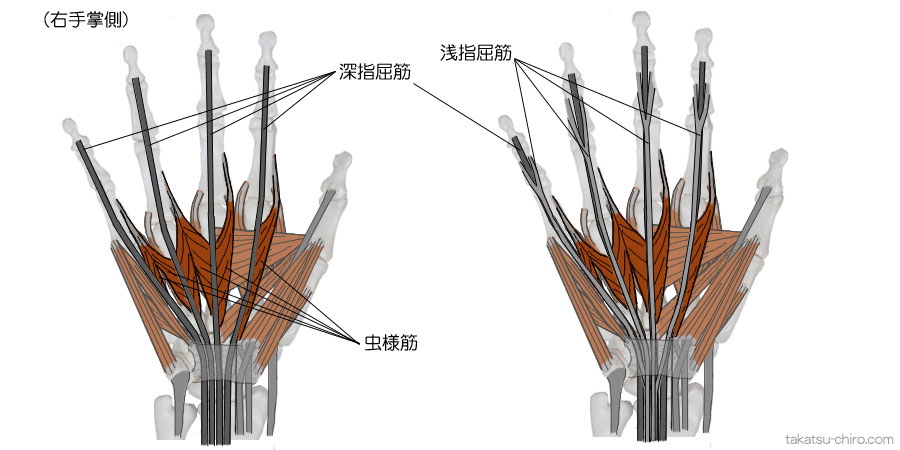 虫様筋と深指屈筋腱、浅指屈筋腱