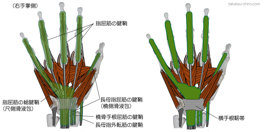 指屈筋の腱鞘、指屈筋の総腱鞘、尺側滑液包、長母指屈筋の腱鞘、橈側滑液包、橈側手根屈筋の腱鞘、長母指外転筋の腱鞘、横手根靭帯