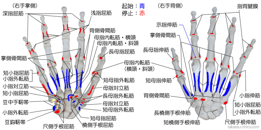 手の筋肉の付着部