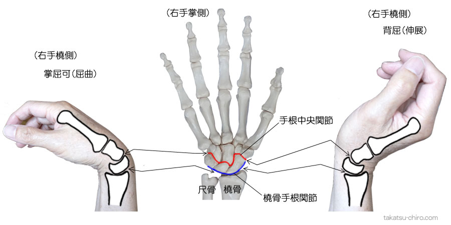 掌屈と背屈での手根骨の動き