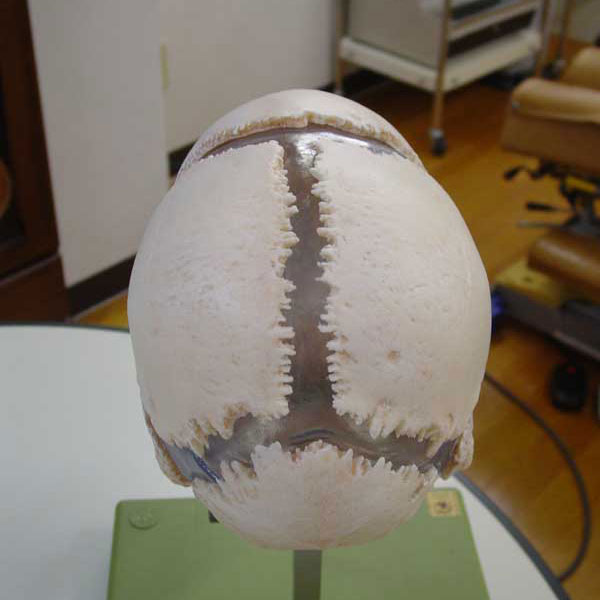 頭蓋骨の分解模型・後上面