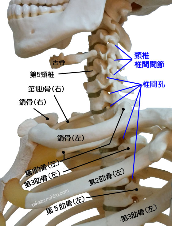 椎間孔と肋骨