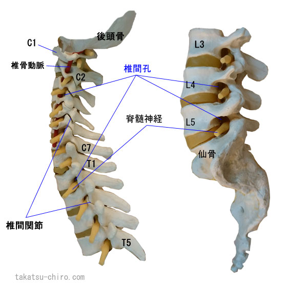 椎間孔から出る脊髄神経
