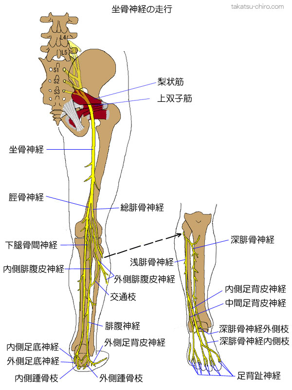 坐骨神経の走行