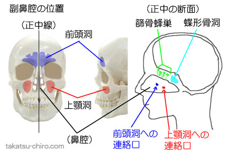 副鼻腔（前頭洞、上顎洞、篩骨蜂巣、蝶形骨洞）
