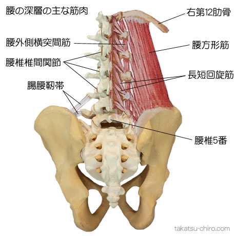 腰の深層の主な筋肉