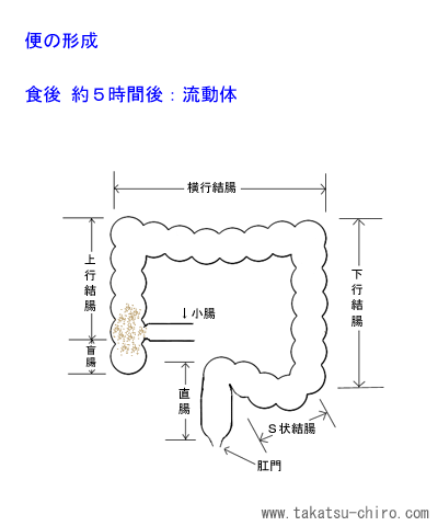 便ができるまで(便形成)