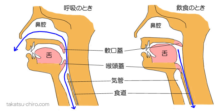 呼吸と飲食(嚥下)の切り替えの仕組み